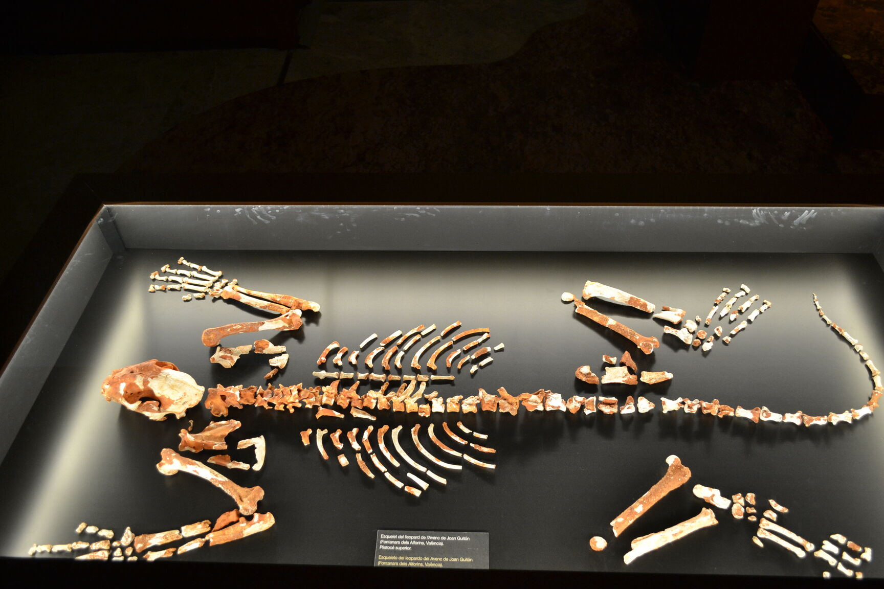 Museo de Prehistoria de Valencia