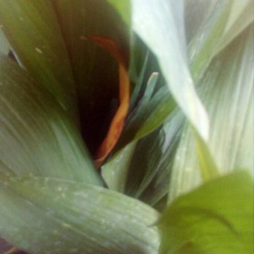 Foto extra 11