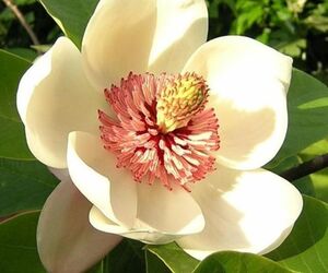 magnolia