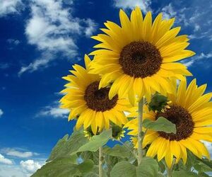 GiraSol