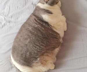 chicovlzc