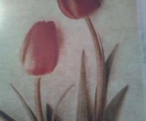 iris