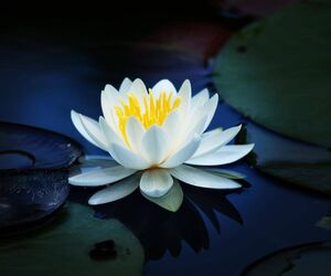 flor_de_loto