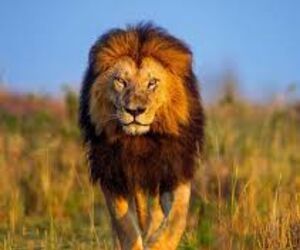 Lion