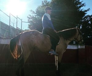 Caballos en Va