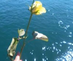 Poesia Diana M