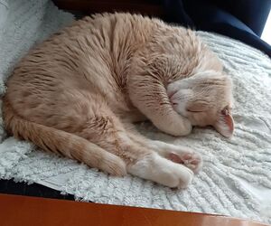 Roberto
