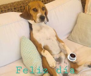 Rebeca