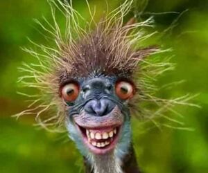 Raul