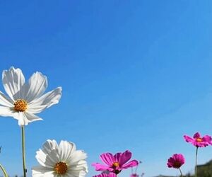Flor