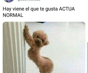 Mireya