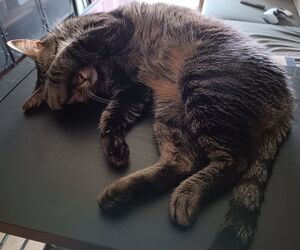 Alejandro