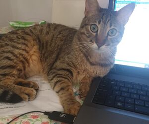 paloma
