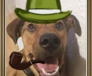 pili