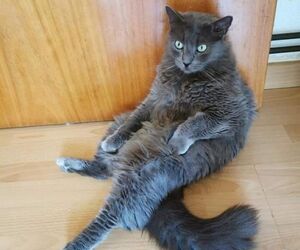 Kat