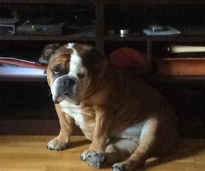 Pumba