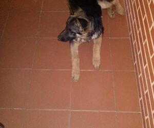 Koti