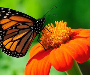 Margonti