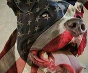 Stars Stripes