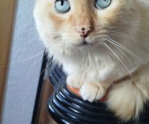 Marcos