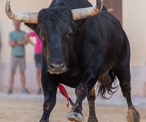 Espartaco