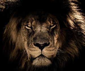 Topwildking