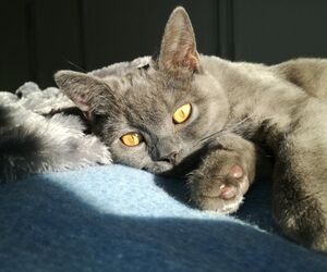 bastet