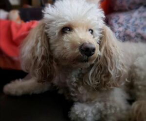 Paqui
