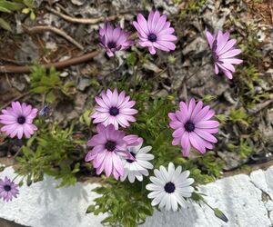 Flor