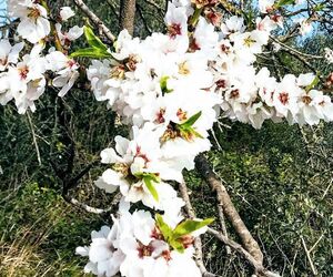 primavera