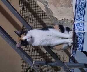 Aida