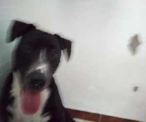 cesar
