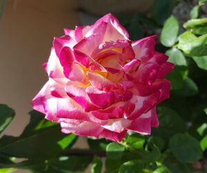 rossymila