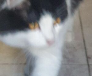 Raul