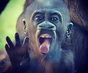 BLACUR