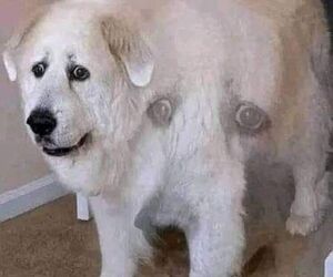 edgar