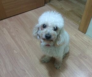 Mimi