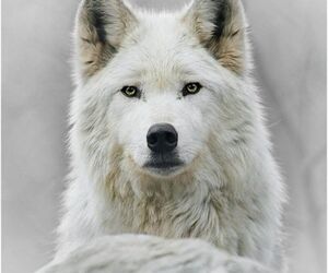 Nawa