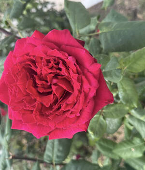 Pilar