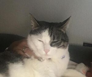 Dori