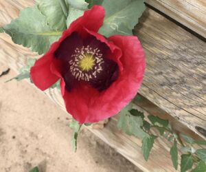 Rosa