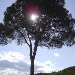 Remolay
