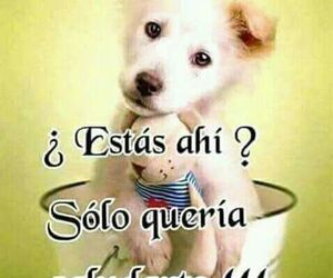 Avellanas