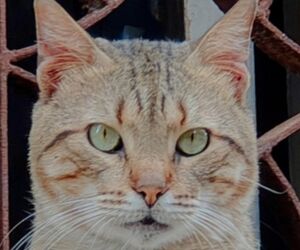 Engiu