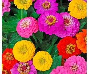 Zinnia