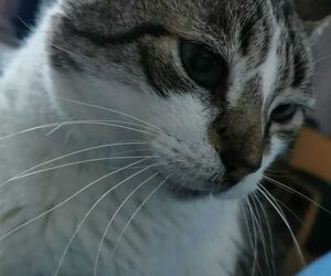 Lola