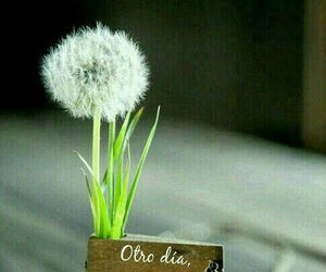 Luy
