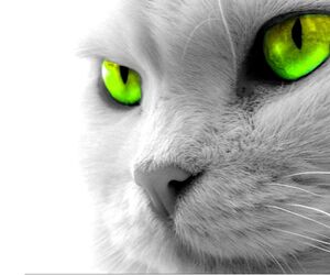 Puto_Gato