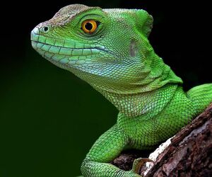 lizard