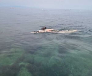 Thalassa